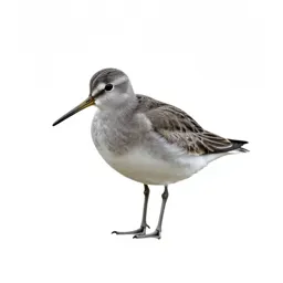 Dowitcher