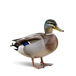 Duck
