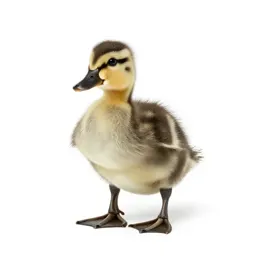 Duckling
