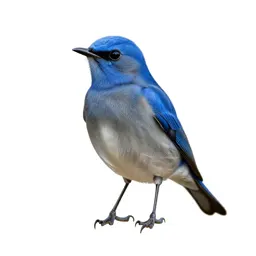 Fairy bluebird