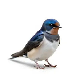 Fairy swallow