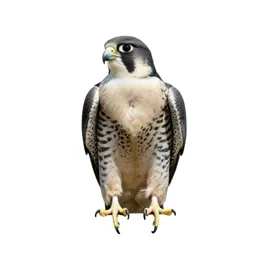 Falcon-gentle