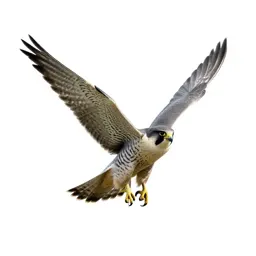 Falcon