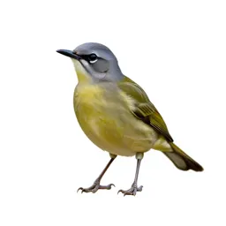 Fig-bird