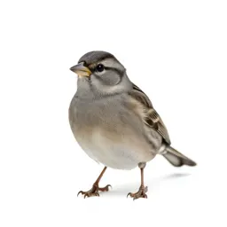 Finch