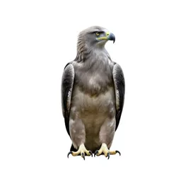 Fishing eagle
