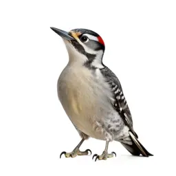 Flicker