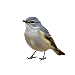 Flycatching warbler