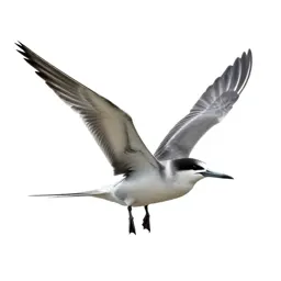 Frigate bird
