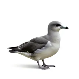 Fulmar