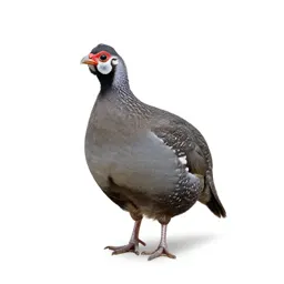 Gallinaceous bird