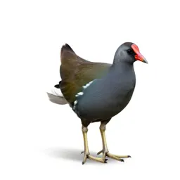 Gallinule