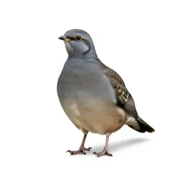 Game bird