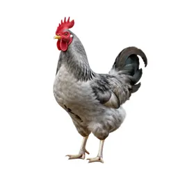 Game fowl