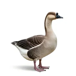 Gander