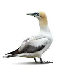 Gannet
