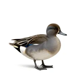 Garganey