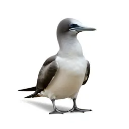 Gaviiform seabird