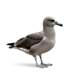 Giant petrel