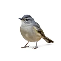 Gnatcatcher