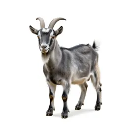 Goatsucker