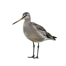Godwit