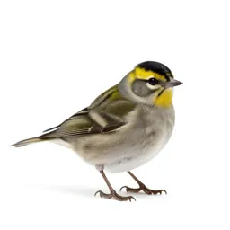 Goldcrest