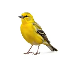Golden oriole