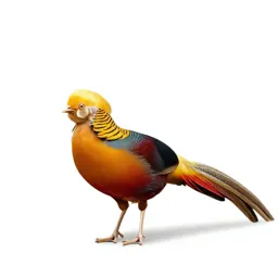 Golden pheasant