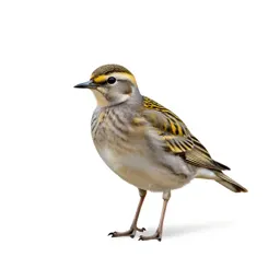 Golden plover