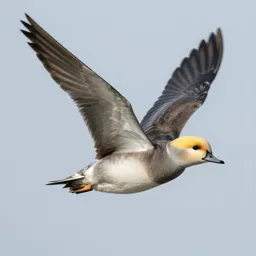 Goldeneye
