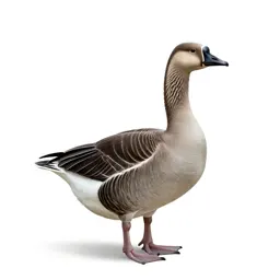 Goose