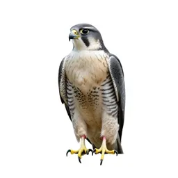 Goshawk