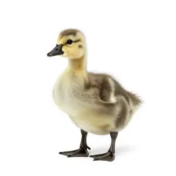 Gosling