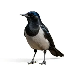 Grackle
