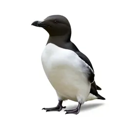 Great auk