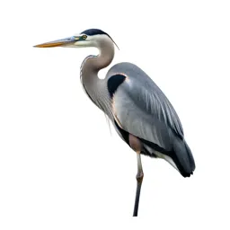Great blue heron