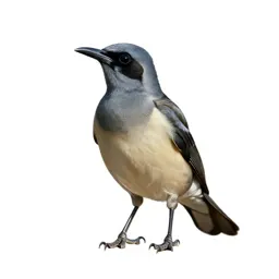 Great bowerbird