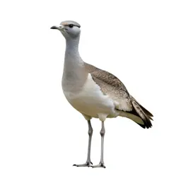 Great bustard