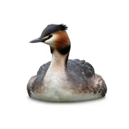 Great crested grebe