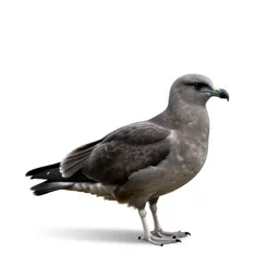Great skua
