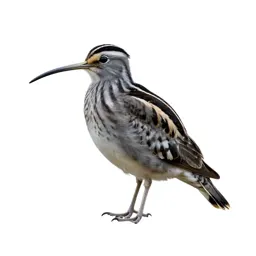 Great snipe