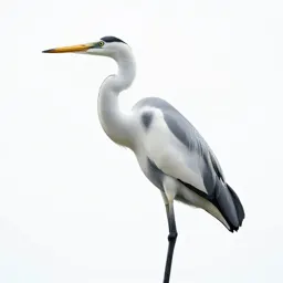 Great white heron