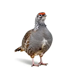 Greater prairie chicken