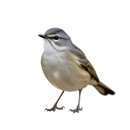 Greater whitethroat