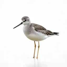 Greater yellowlegs