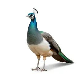 Green peafowl