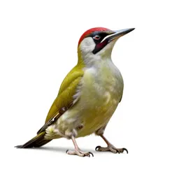 Green woodpecker