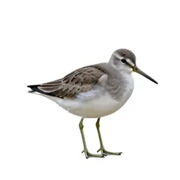 Greenshank