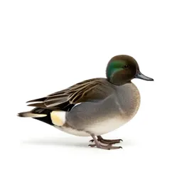 Greenwing